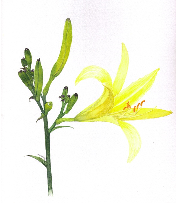 此刻，我也需要一株萱草