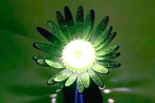 3D打印花会绽放自如！神奇之处在哪里？