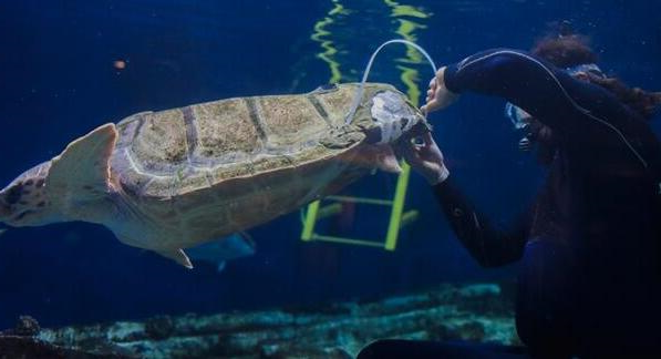 科学家3D打印外壳支架  帮助受伤的红海龟