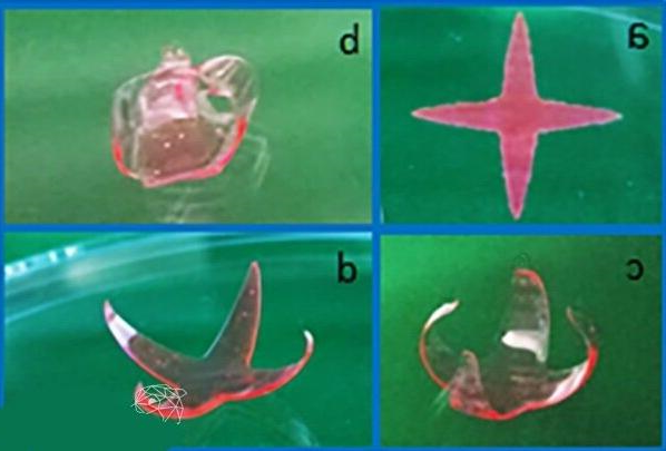 研究员开发出用于组织工程的4D智能支架