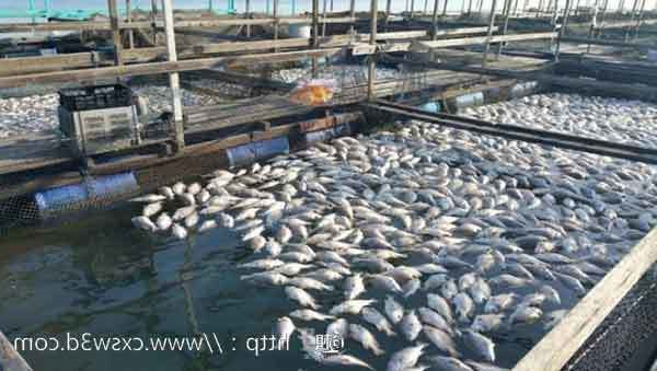 Sensocore采用3D打印技术改善养鱼场的水质