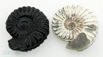 创想三维
：3D打印机在博物馆中的应用