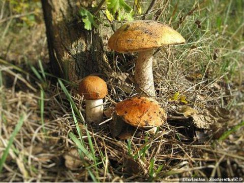 3D打印细菌通过光合作用提供能量