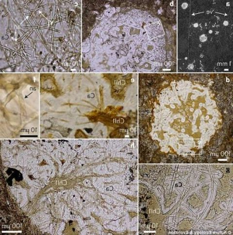 蓝细菌具有独特的光合能量转化能力