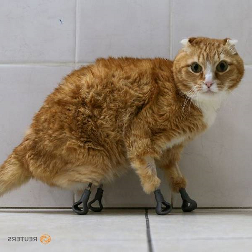装上3D打印义肢的猫咪