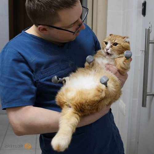 3D打印为猫咪制作点什么